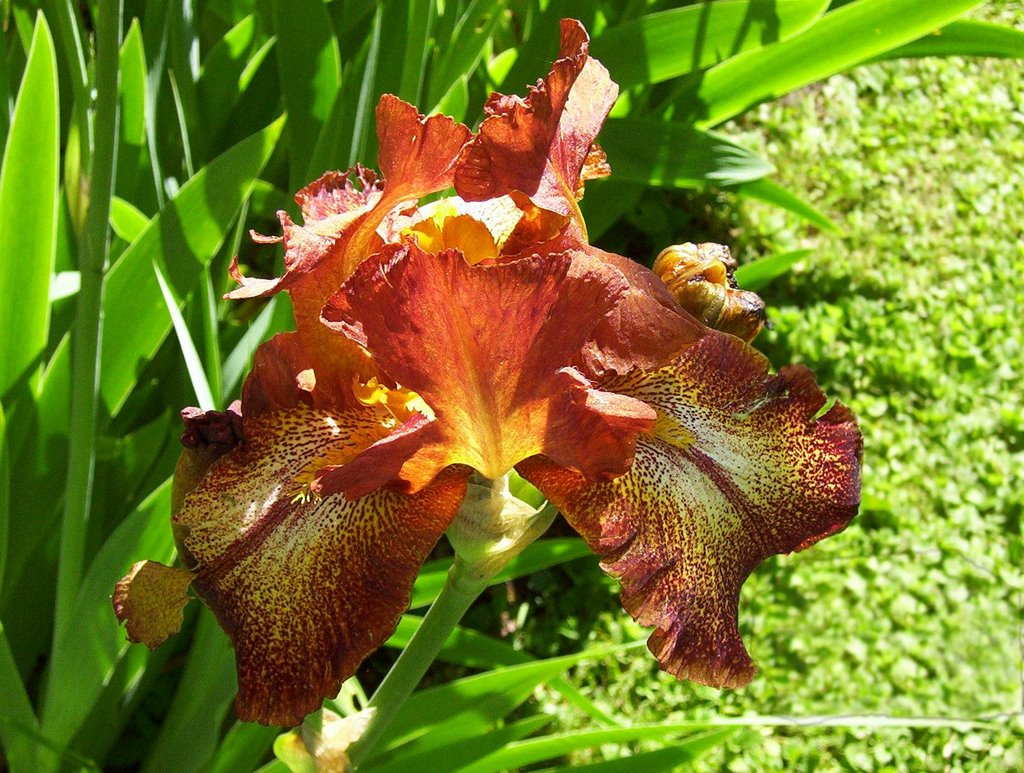 Freiburg botanic garden