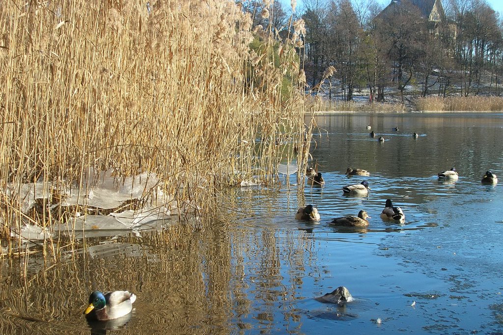 Mallards at Töölönlahti