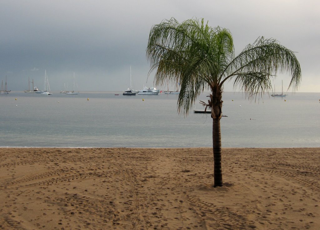 Palm tree after storm