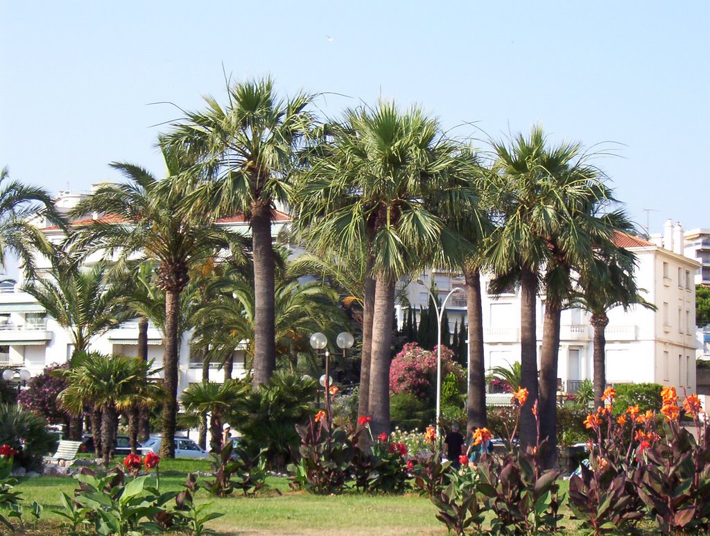 Cannes pálmafái / Palm trees of Cannes