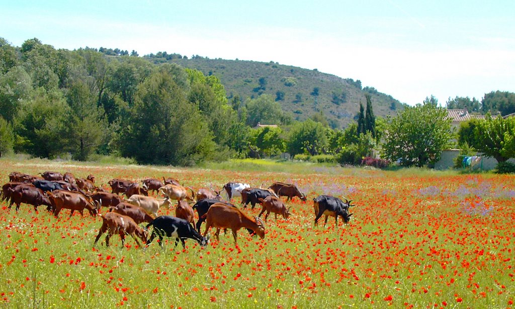Paysage Aixois