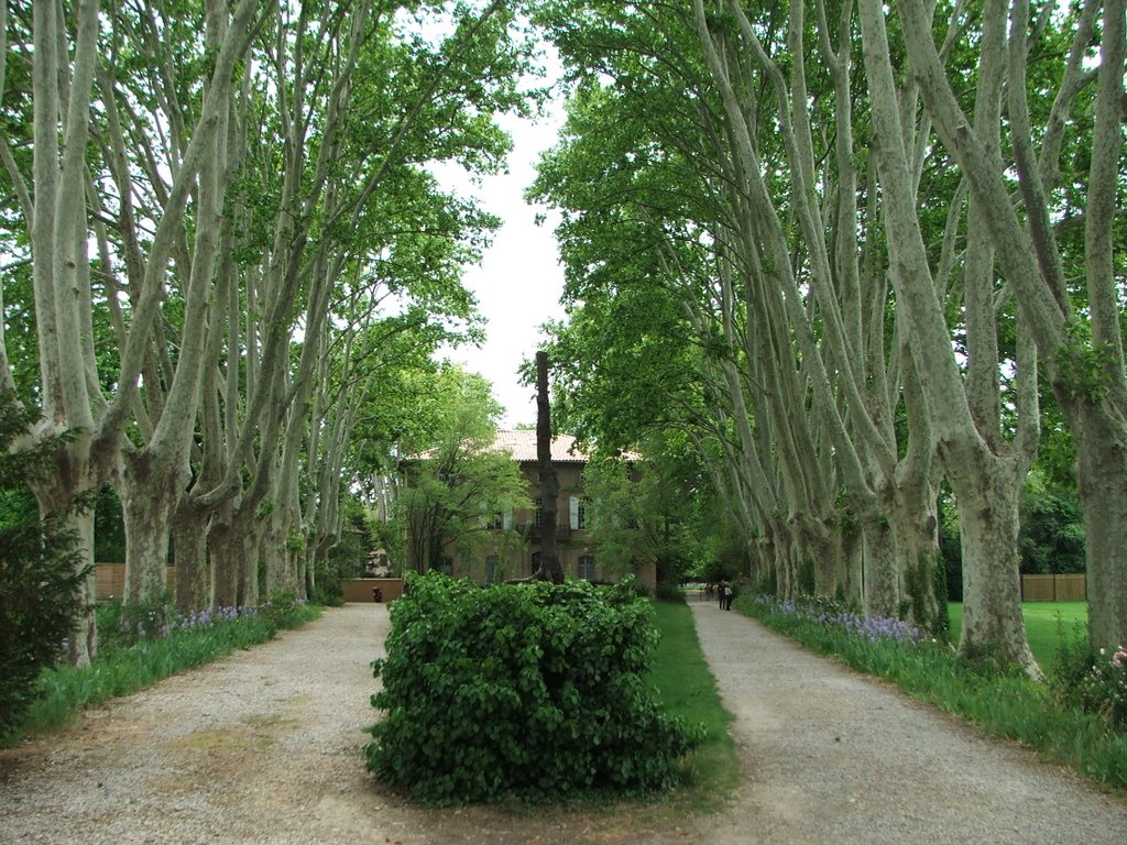 Avenue of Plane trees, Jas de Bouffan, Aix en Provence