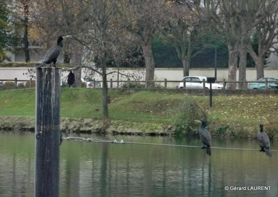 Joinville le Pont - Coup de zoom sur cormorans