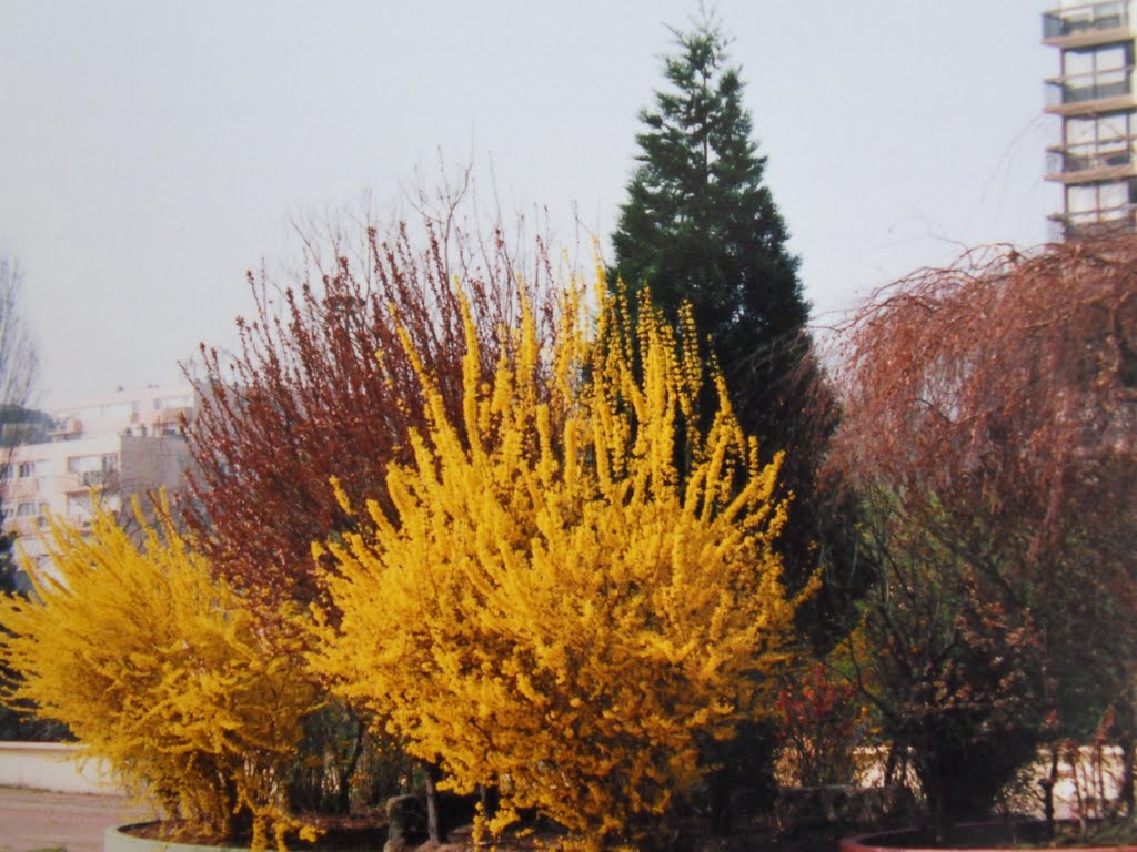 Forsythia en fleurs sur le toit dun parking à Fontenay sous Bois