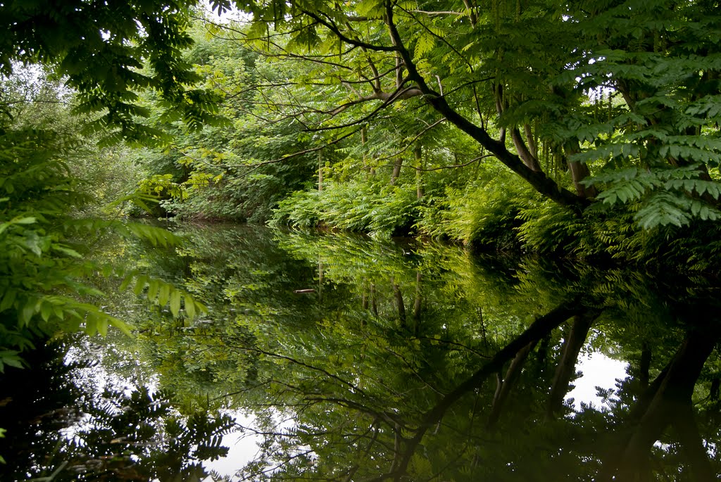 Reflets du Bois de Vincennes III