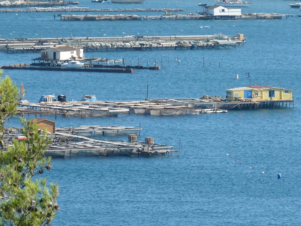mytiliculture