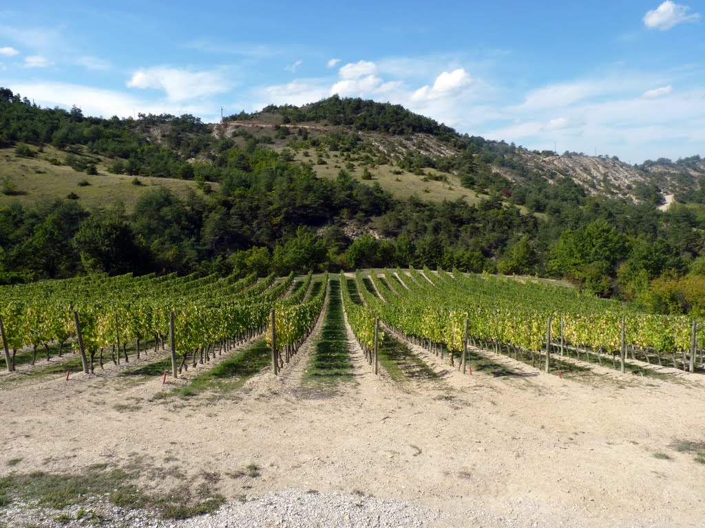 vignes de la Drome