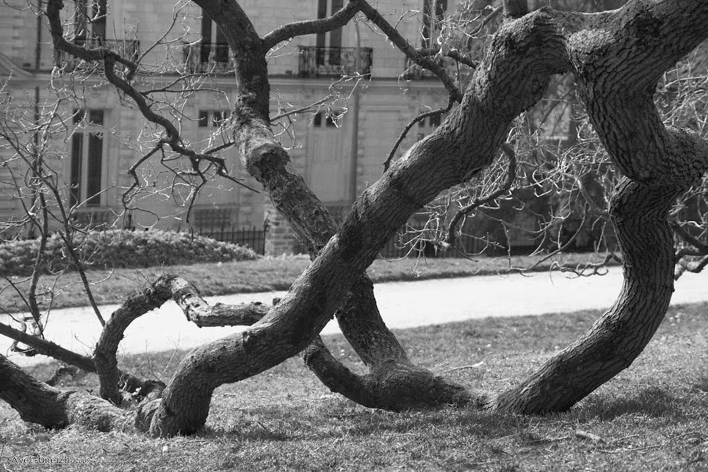 Sacrée vieille branche - Le Thabor  -  Rennes