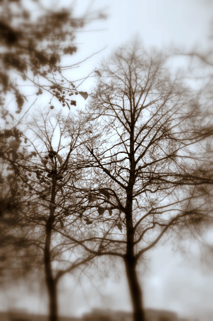 Autumns Fog.