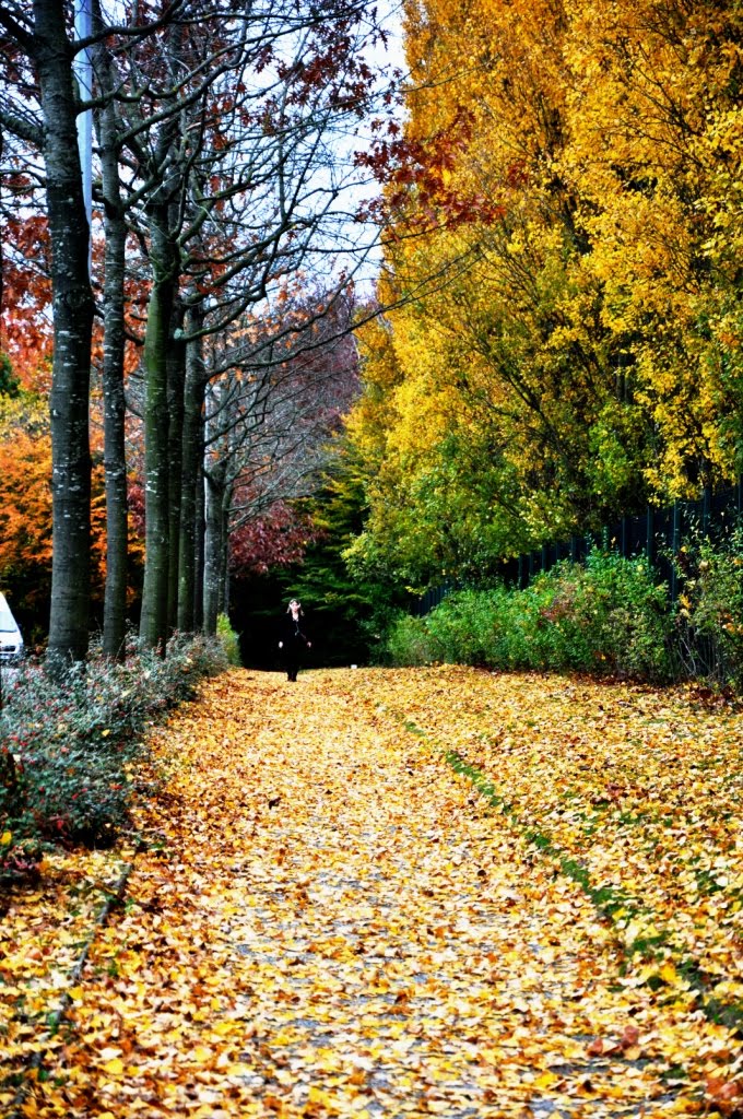 Autumns mood. To look at the full screen.