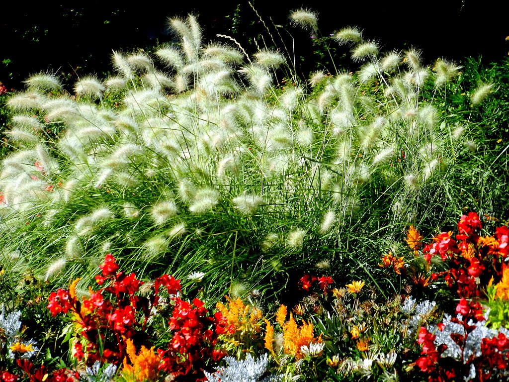 Fleurs.