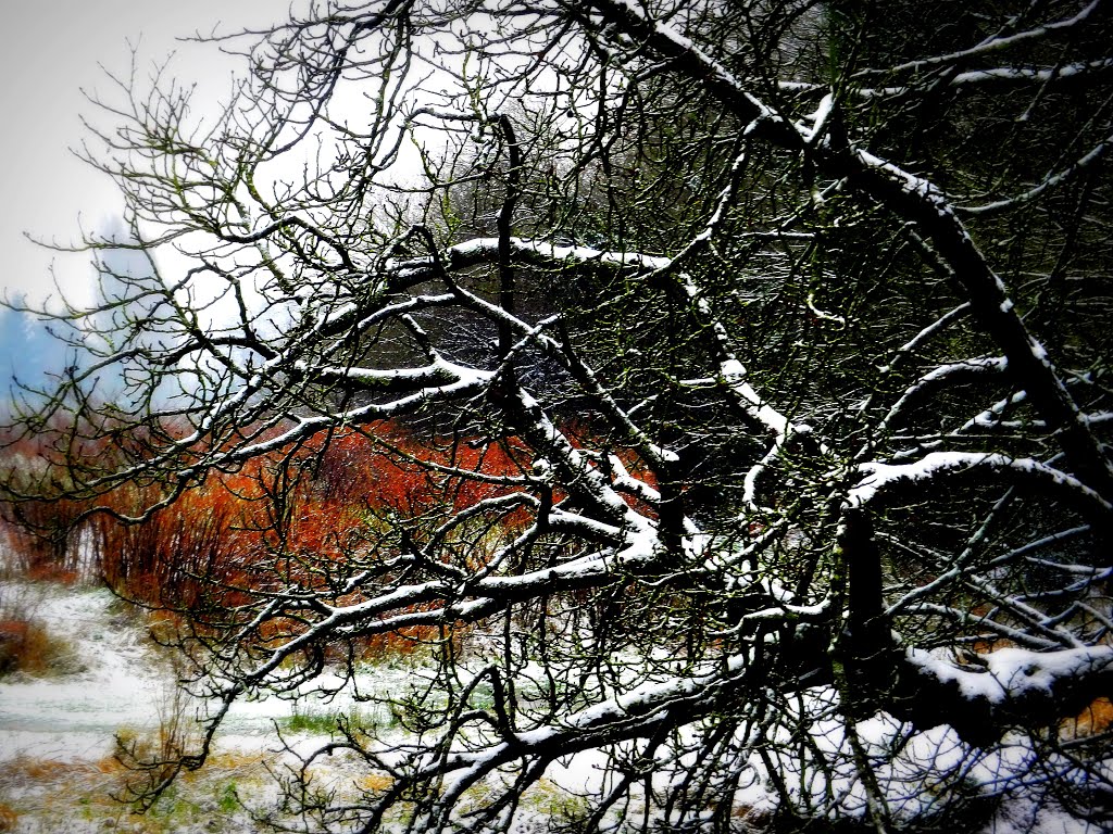 Ma ville, Rennes. La seule journée de neige, 18/01/13.  Les Prairies Saint-Martin.