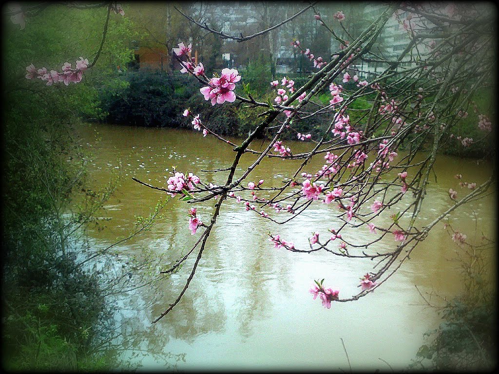 Le Printemps  à Rennes.    11/04/2013.  Dao Hoa Y Cuu Tieu Dong Phong ( Tho DO PHU ).