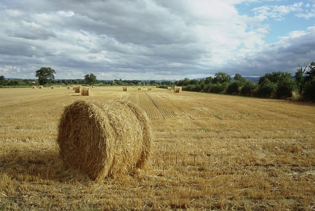Les Champs du Forez