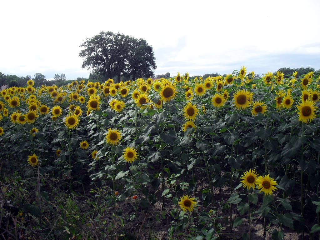 Champ de tournesols à Misérieux