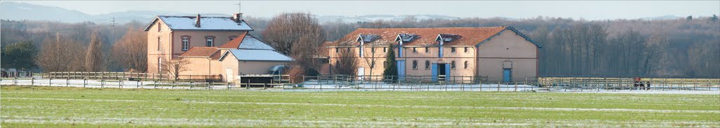 Haras