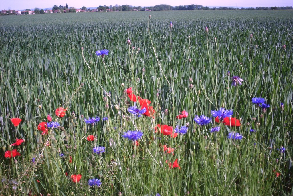 Champ de blé à Marclopt