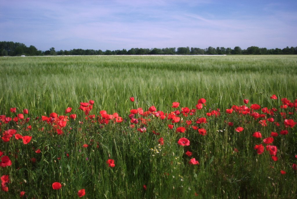 coquelicots à Marclopt