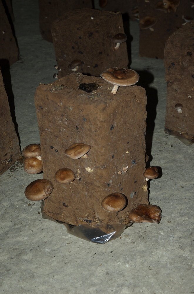 Champignonnière à Bourré