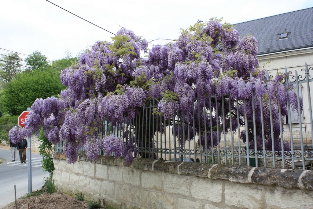 Flowering Wisteria (Glicinia) before entrance in cave