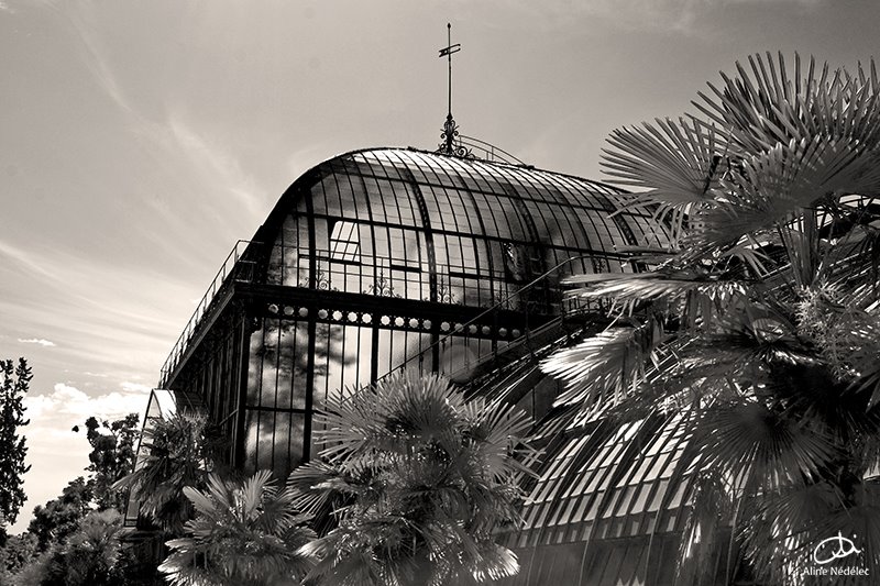 La grande serrre dAuteuil