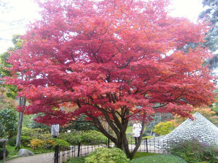 Jardins Albert Kahn automne 2007