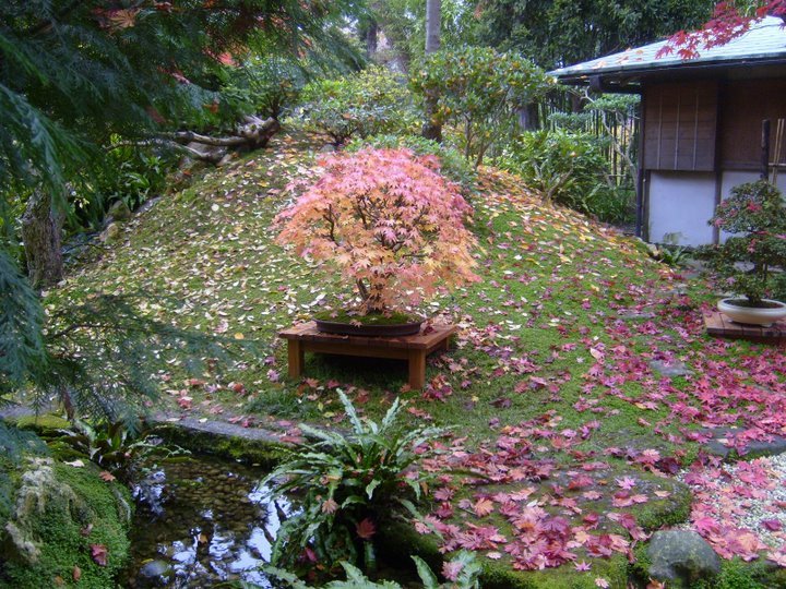 Boulogne Billancourt :  jardins  Albert Kahn