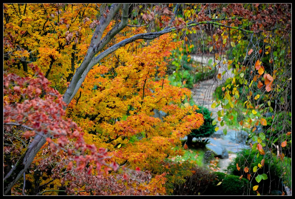 Dans les jardins du musée Albert Kahn