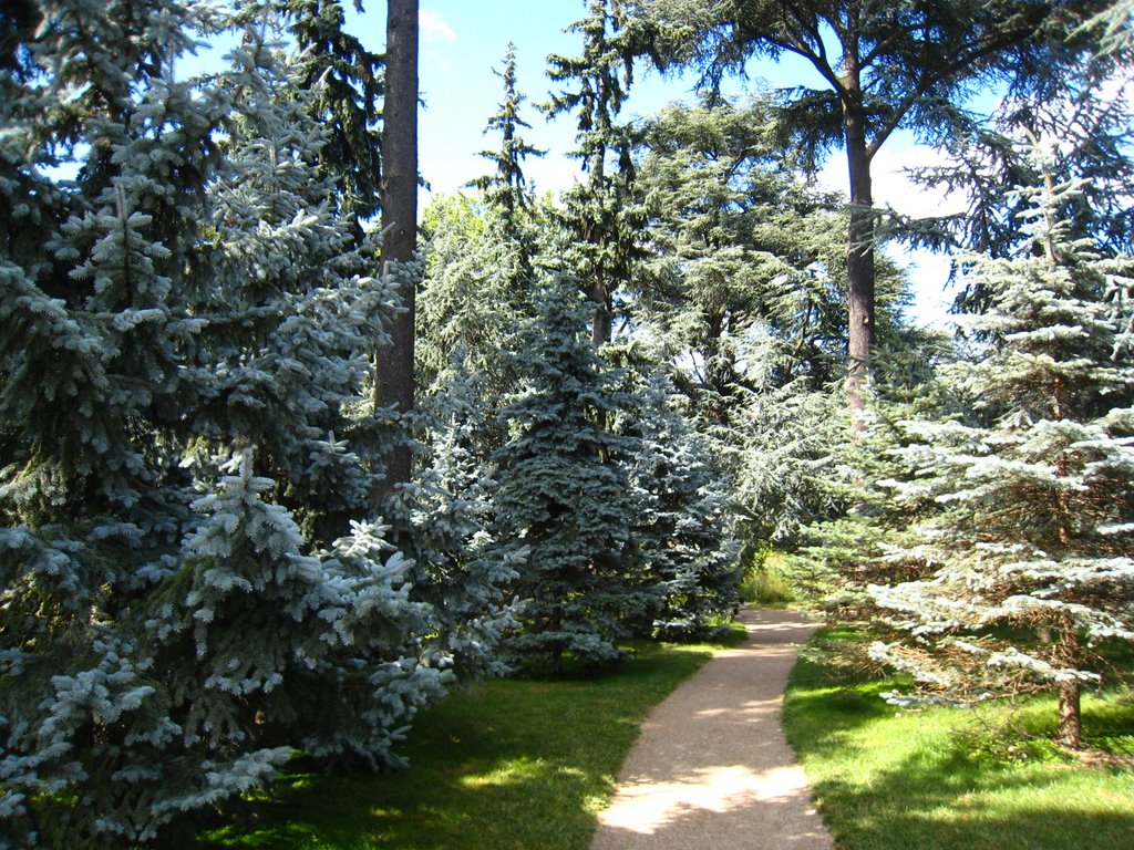 Sapins bleus.