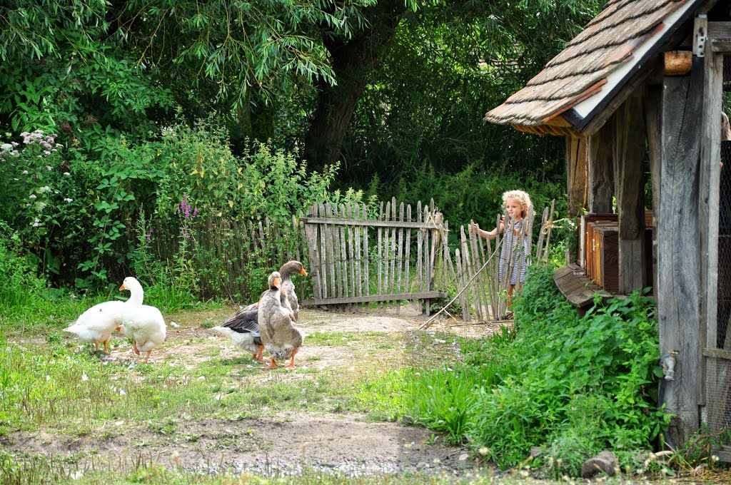 Bonjour messieurs les canards, vous voulez jouer avec moi ?