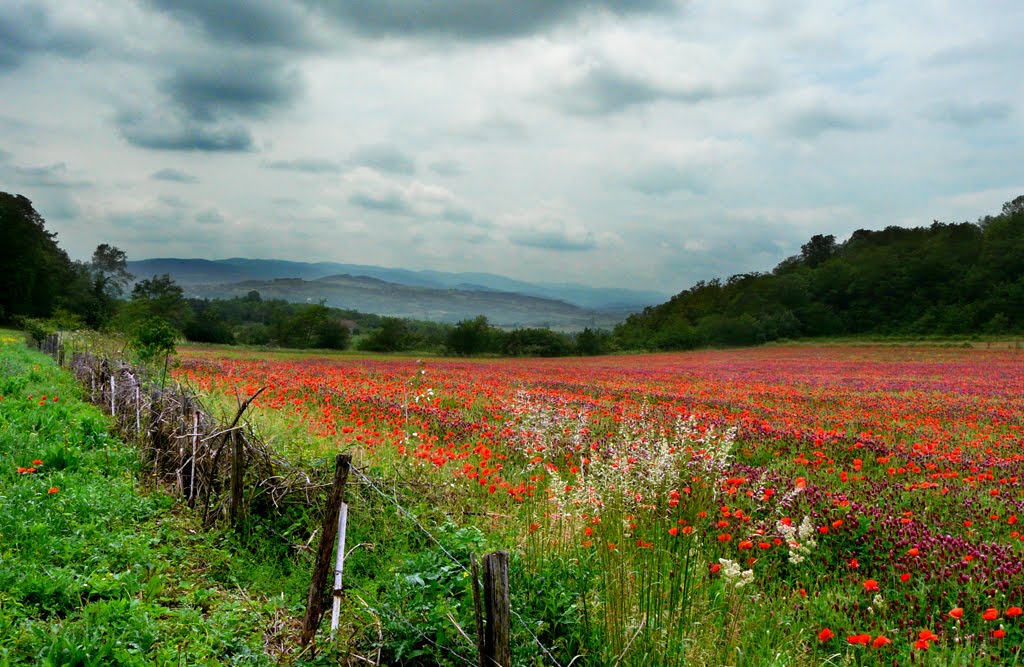 Champ de coquelicots et de luzerne à Charnay