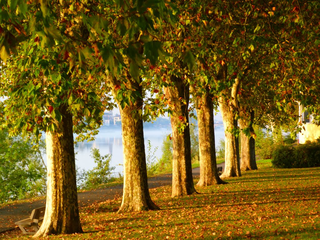 ALLEE BORDS DE SAONE A MACON