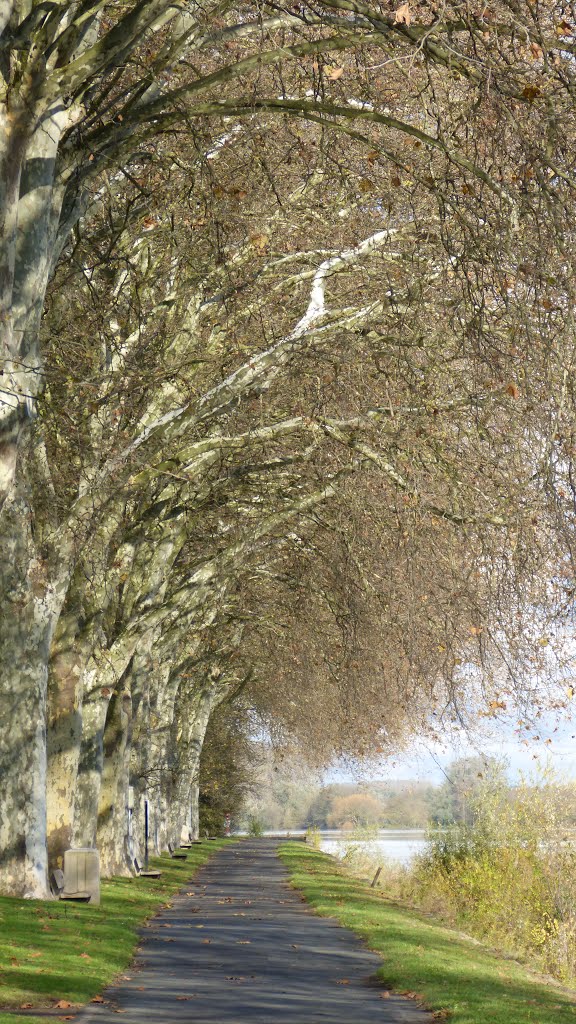 Promenade au bord de la Saône à Mâcon