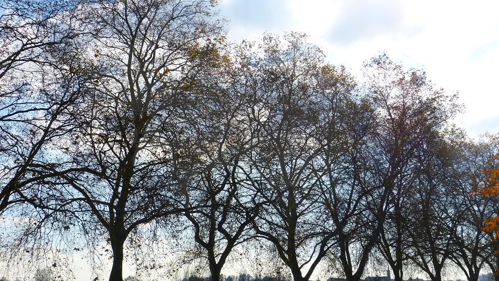 Lautomne des arbres