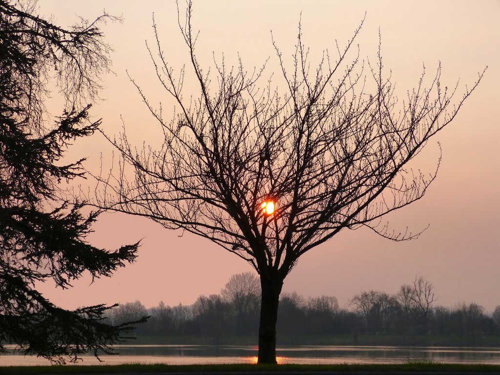Un calice pour le soleil levant