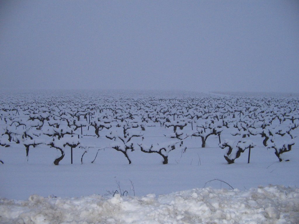 Vignes enneigées à perte de vue