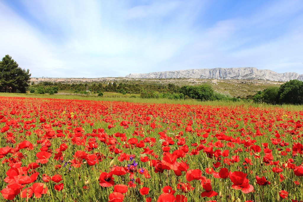 Ste Victoire, les coquelicots...
