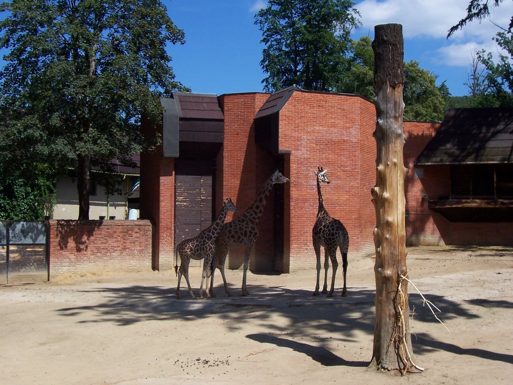 Žirafa | Giraffe
