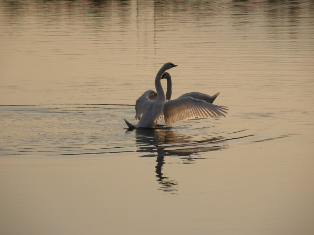 Podzimní Stříbrné jezero, 9 (Autumn Silver Lake) - labutí tanec (dance of the swan), Opava, Czech Republic