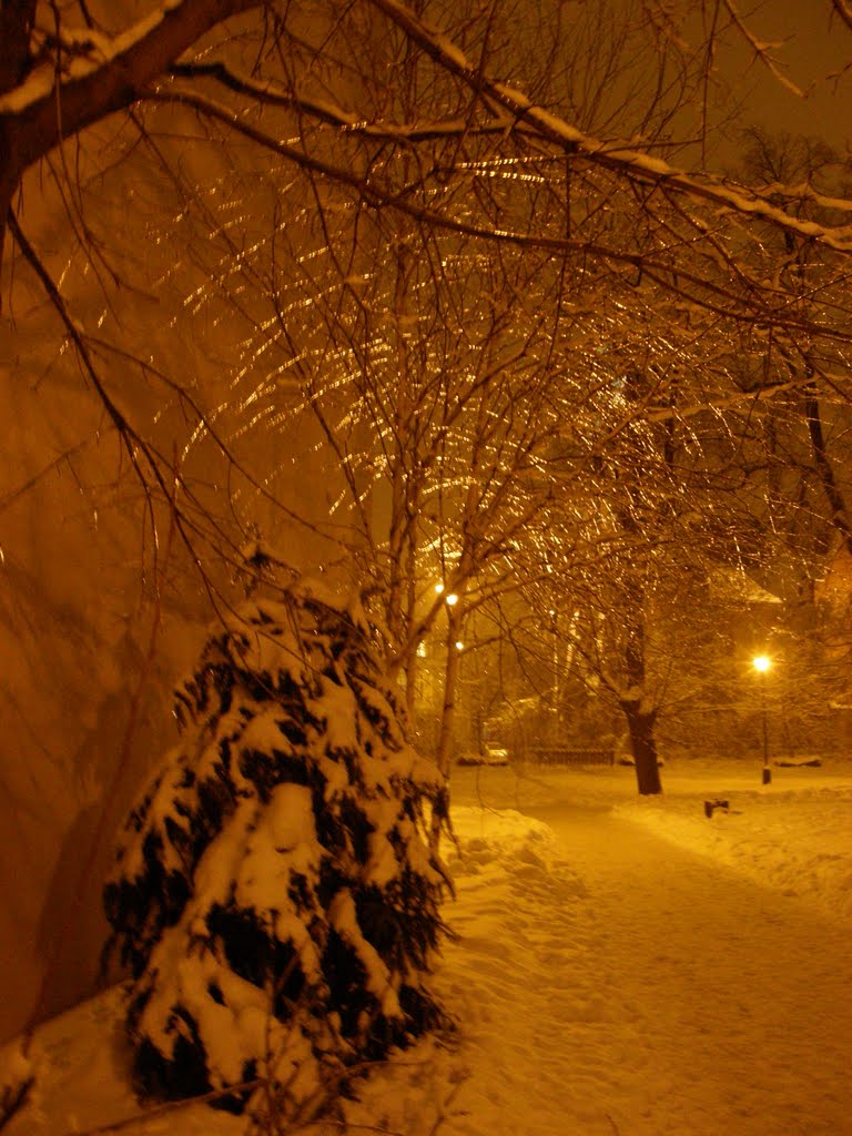 Zářící led na větvích (Shiny ice on the branches)