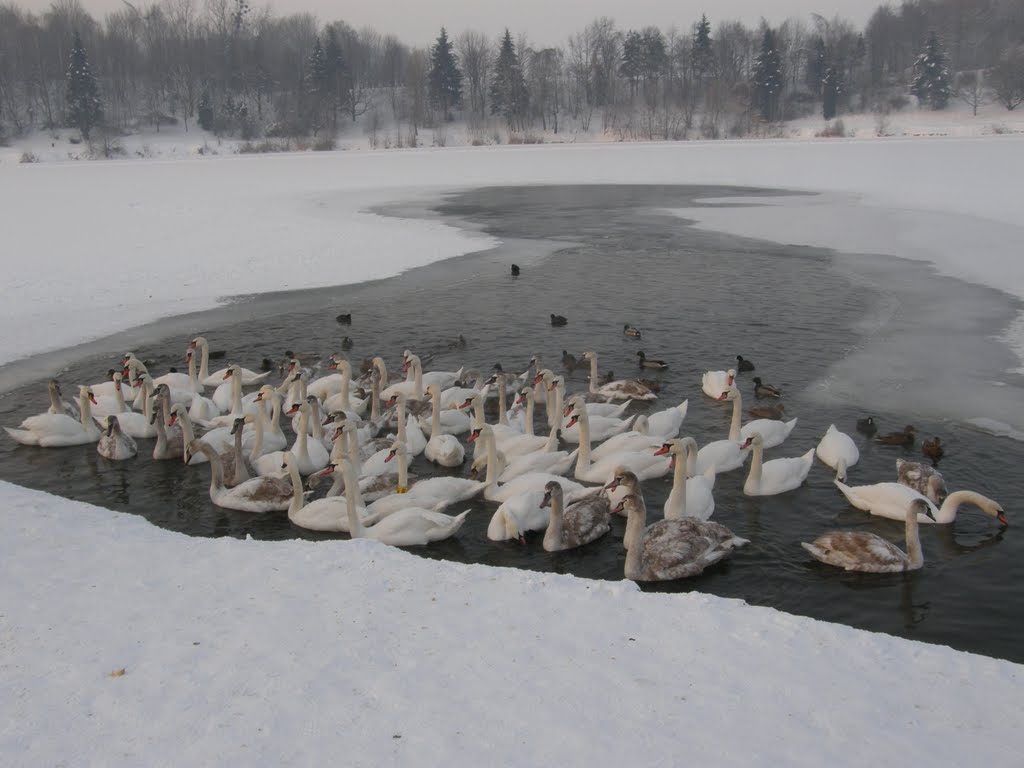 Zimní Stříbrné jezero, 1 (Winter Silver Like) - hejno labutí (flock of swans)