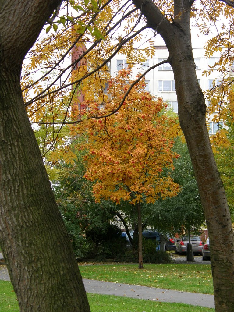 Podzim v Opavě (Autumn in Opava), 24