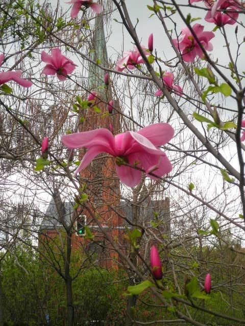 Květy magnólie (Magnolia flowers), Opava