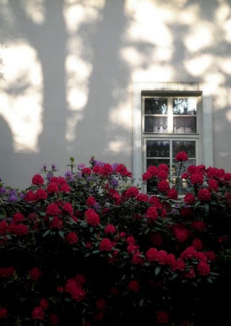 Červené rododendróny (Red rhododendrons)