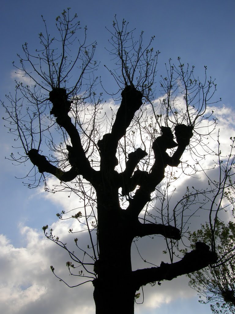 Vrba (Willow)
