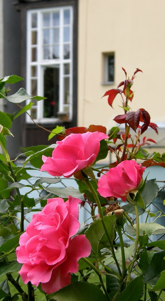 Květy čajové růže (Flowers of tea roses)