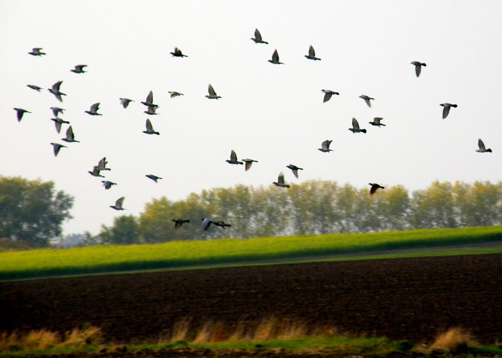 Letící hejno ptáků (A flock of birds flies)