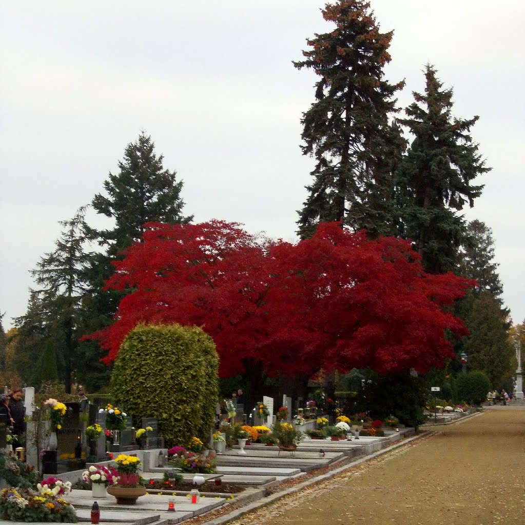 Dušičky - vzpomínka na naše zemřelé (All Souls Day - the memory of our deceased)