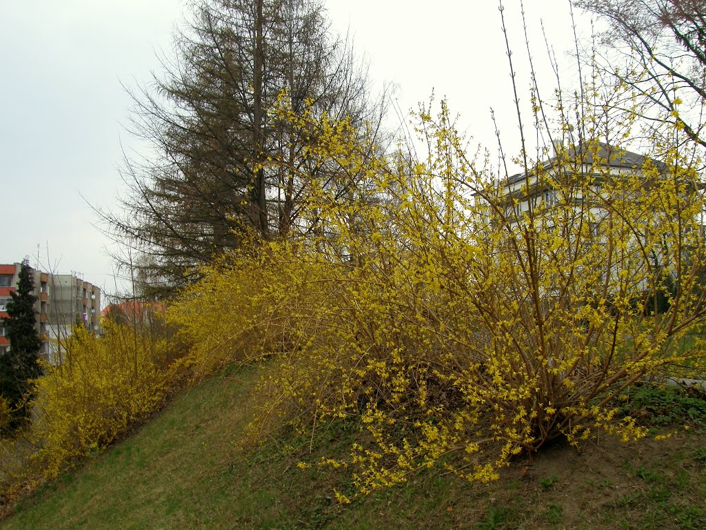 Rozkvetlé keře zlatého deště (Flowery bushes of the Golden rain - Forsythia suspensa)