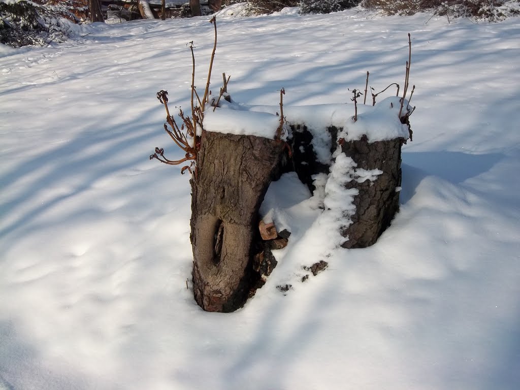 Stump in winter